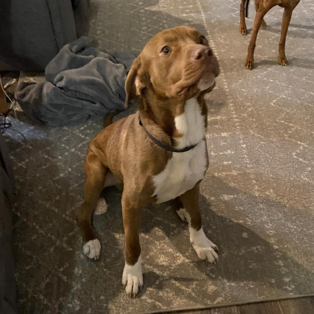 Boots, an adoptable Labrador Retriever, Basset Hound in Sauk Rapids, MN, 56379 | Photo Image 5