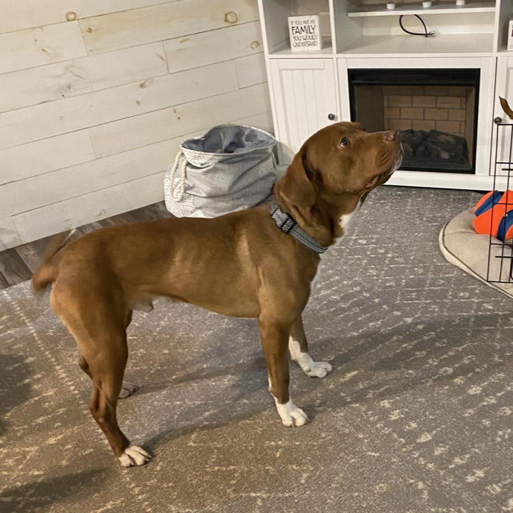 Boots, an adoptable Labrador Retriever, Basset Hound in Sauk Rapids, MN, 56379 | Photo Image 6