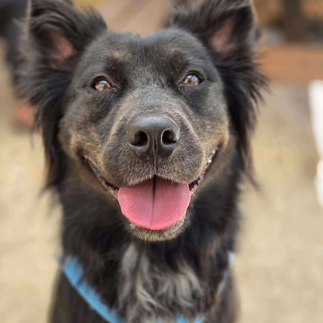 Blessing, an adoptable Retriever, Mixed Breed in Nampa, ID, 83686 | Photo Image 1