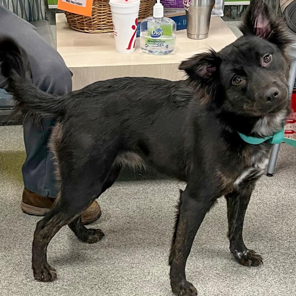 Blessing, an adoptable Retriever, Mixed Breed in Nampa, ID, 83686 | Photo Image 2