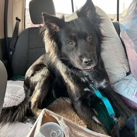 Blessing, an adoptable Retriever, Mixed Breed in Nampa, ID, 83686 | Photo Image 3