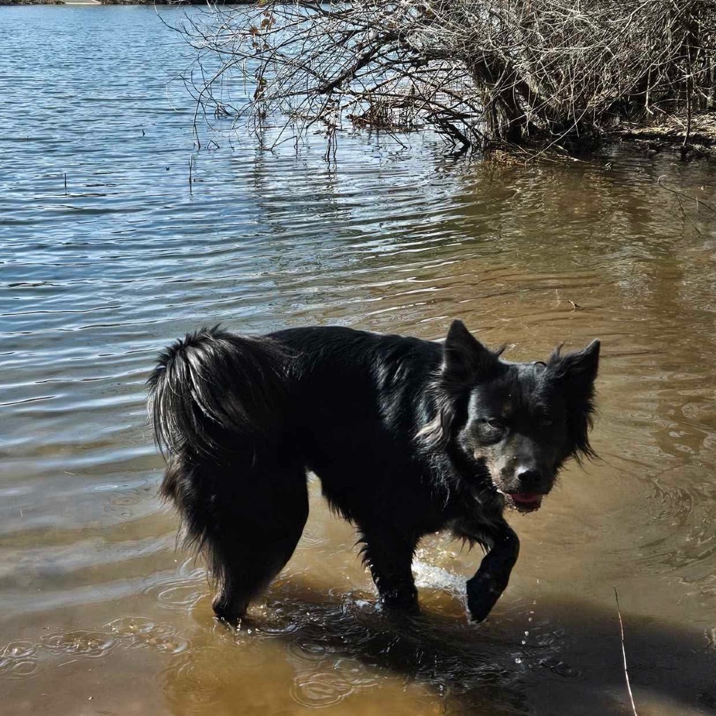 Blessing, an adoptable Retriever, Mixed Breed in Nampa, ID, 83686 | Photo Image 4