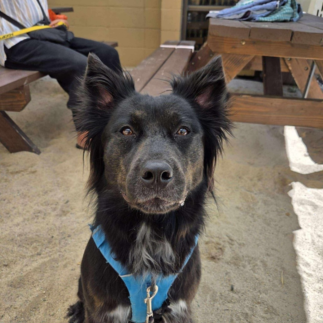 Blessing, an adoptable Retriever, Mixed Breed in Nampa, ID, 83686 | Photo Image 5