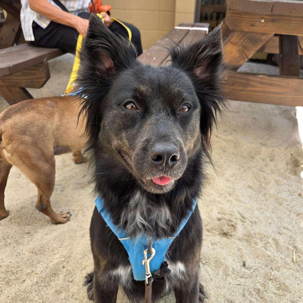 Blessing, an adoptable Retriever, Mixed Breed in Nampa, ID, 83686 | Photo Image 6