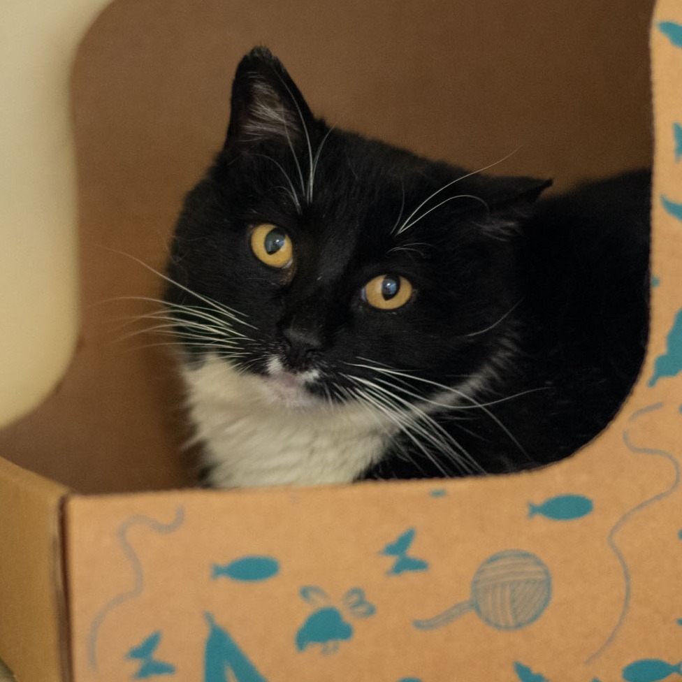 Pixel, an adoptable Domestic Short Hair in Idaho Falls, ID, 83402 | Photo Image 1