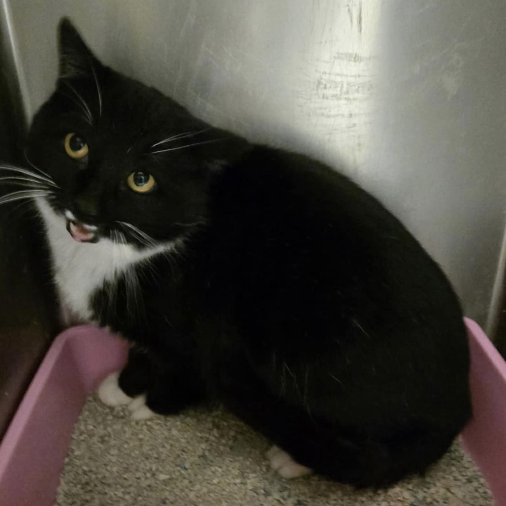 Pixel, an adoptable Domestic Short Hair in Idaho Falls, ID, 83402 | Photo Image 2