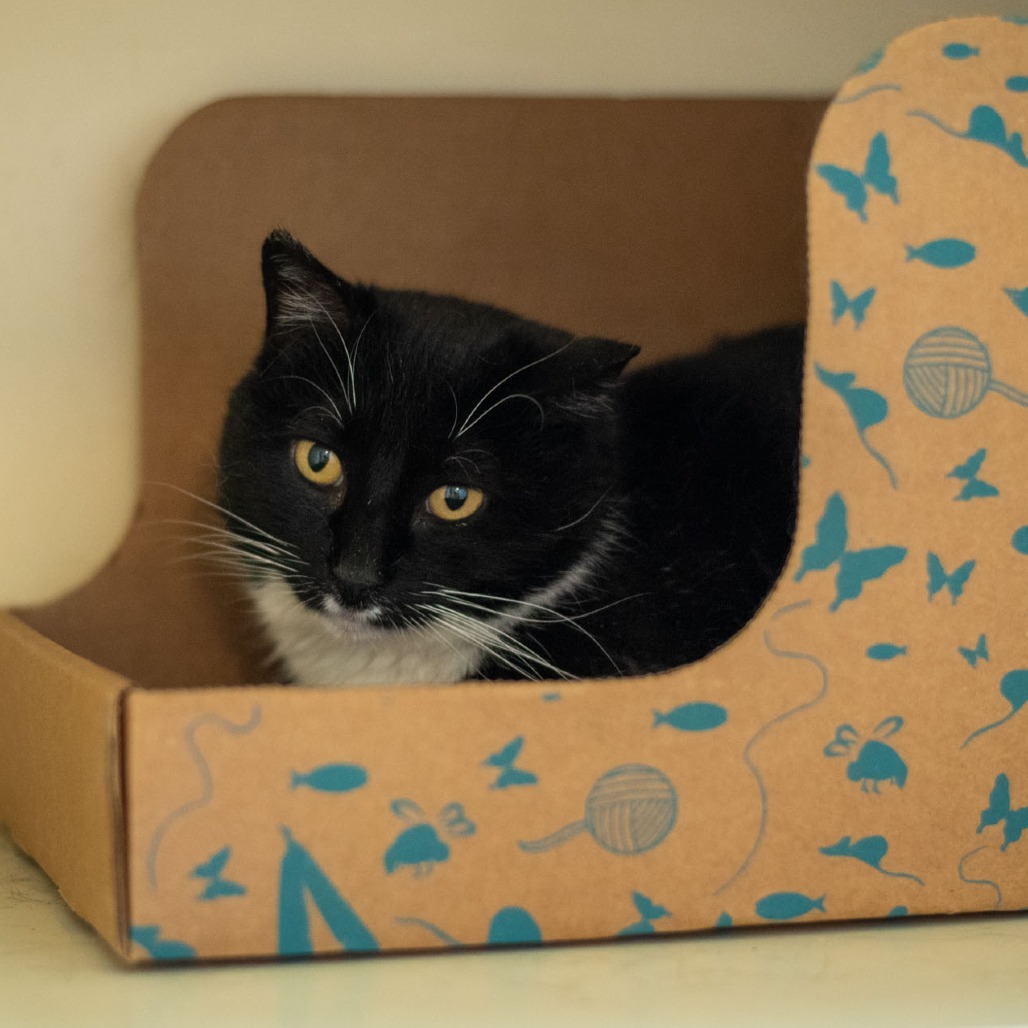 Pixel, an adoptable Domestic Short Hair in Idaho Falls, ID, 83402 | Photo Image 3
