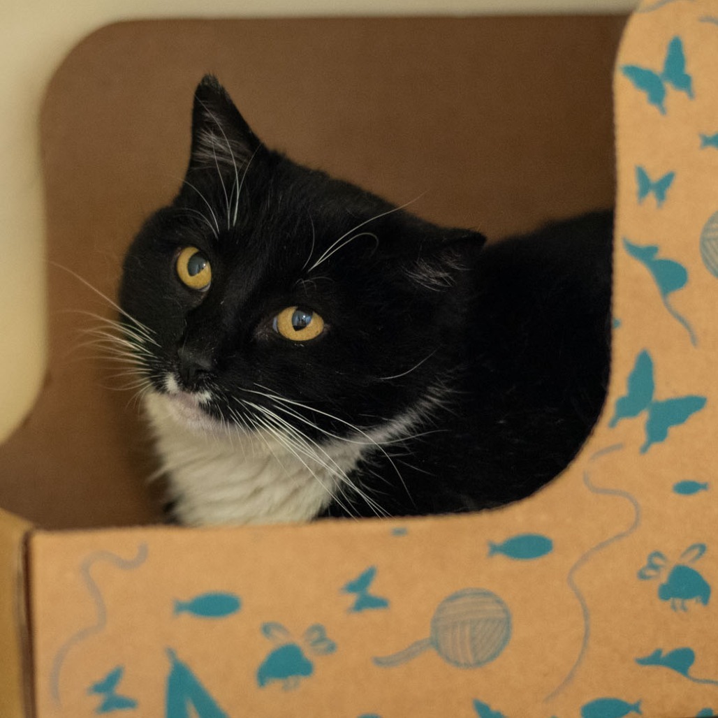 Pixel, an adoptable Domestic Short Hair in Idaho Falls, ID, 83402 | Photo Image 4