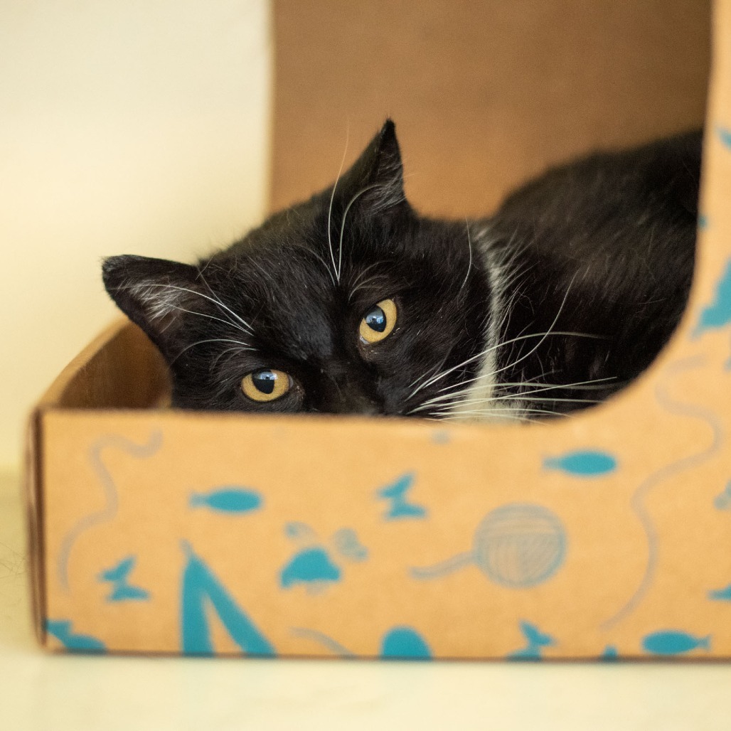 Pixel, an adoptable Domestic Short Hair in Idaho Falls, ID, 83402 | Photo Image 5