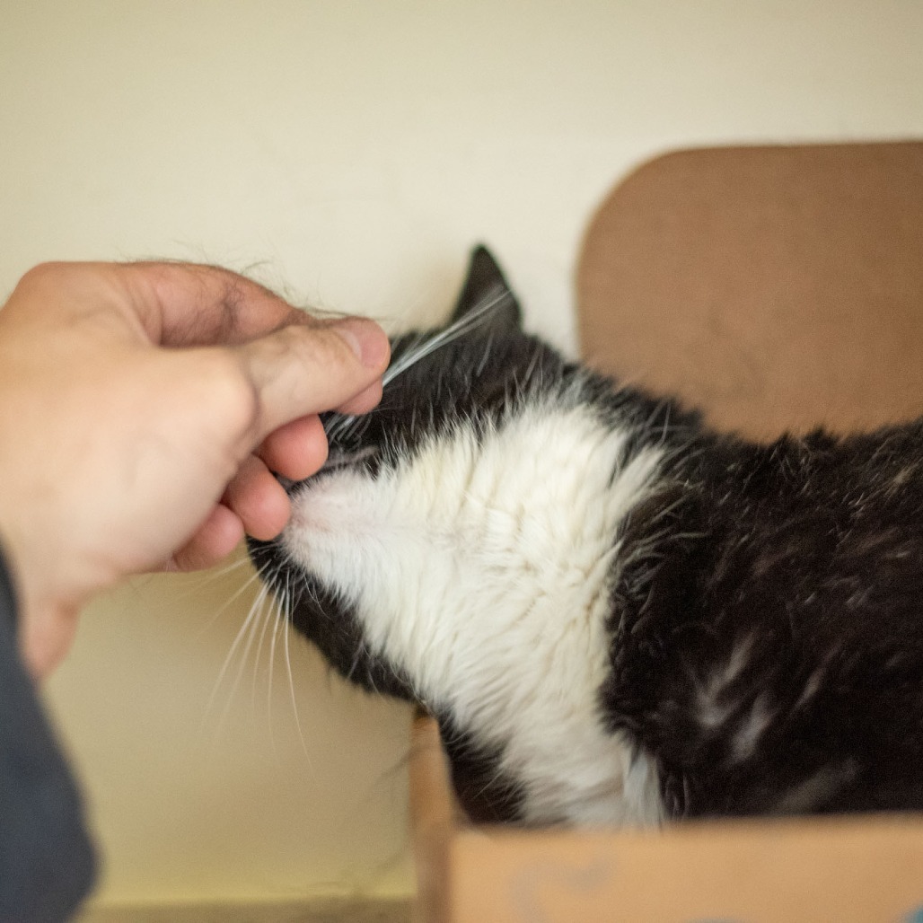 Pixel, an adoptable Domestic Short Hair in Idaho Falls, ID, 83402 | Photo Image 6