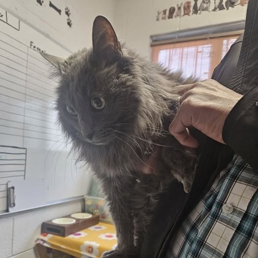 Noot, an adoptable Domestic Long Hair in Idaho Falls, ID, 83402 | Photo Image 1