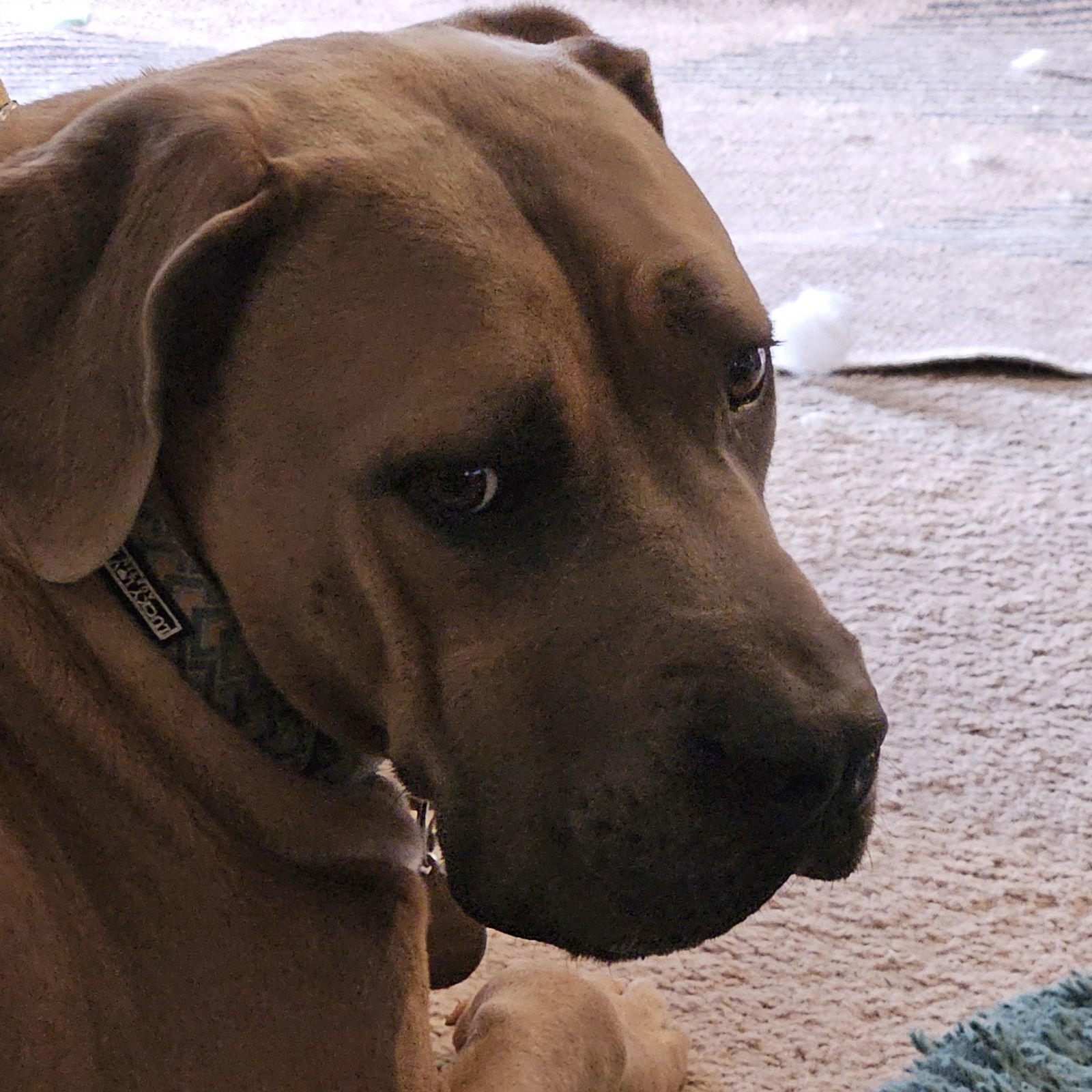 ZEUS #17