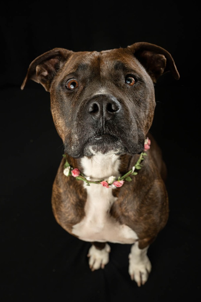 Chloe, an adoptable Pit Bull Terrier in Rock Springs, WY, 82901 | Photo Image 1