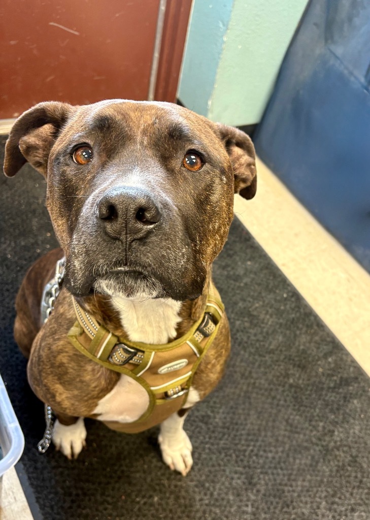Chloe, an adoptable Pit Bull Terrier in Rock Springs, WY, 82901 | Photo Image 2