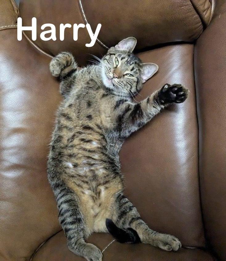 Harry