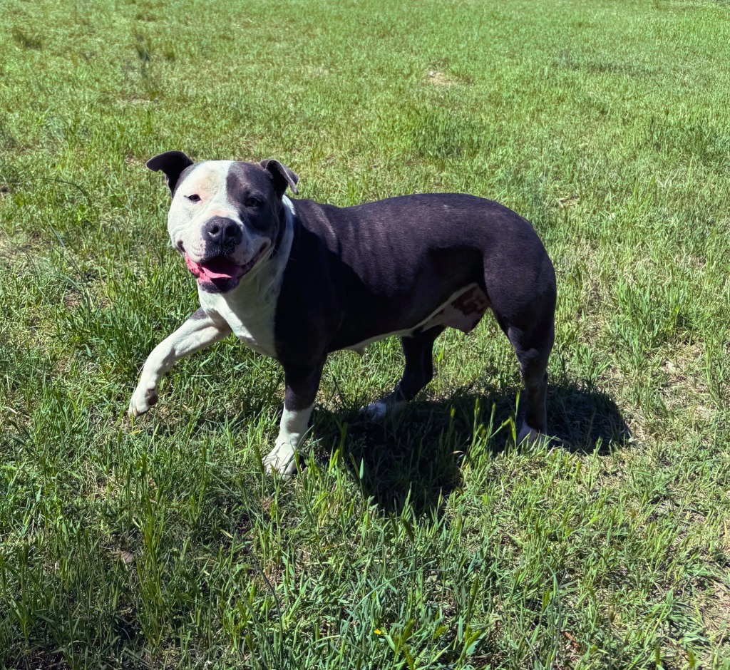 Pearla