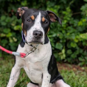 Pepe Le Pew 02-1435, Young Male Hound