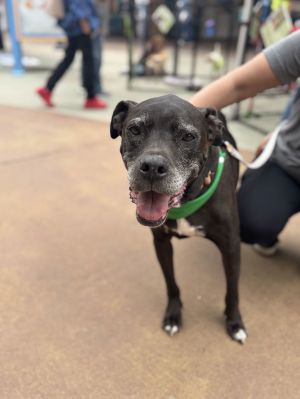 Skippy, Senior Male unknown