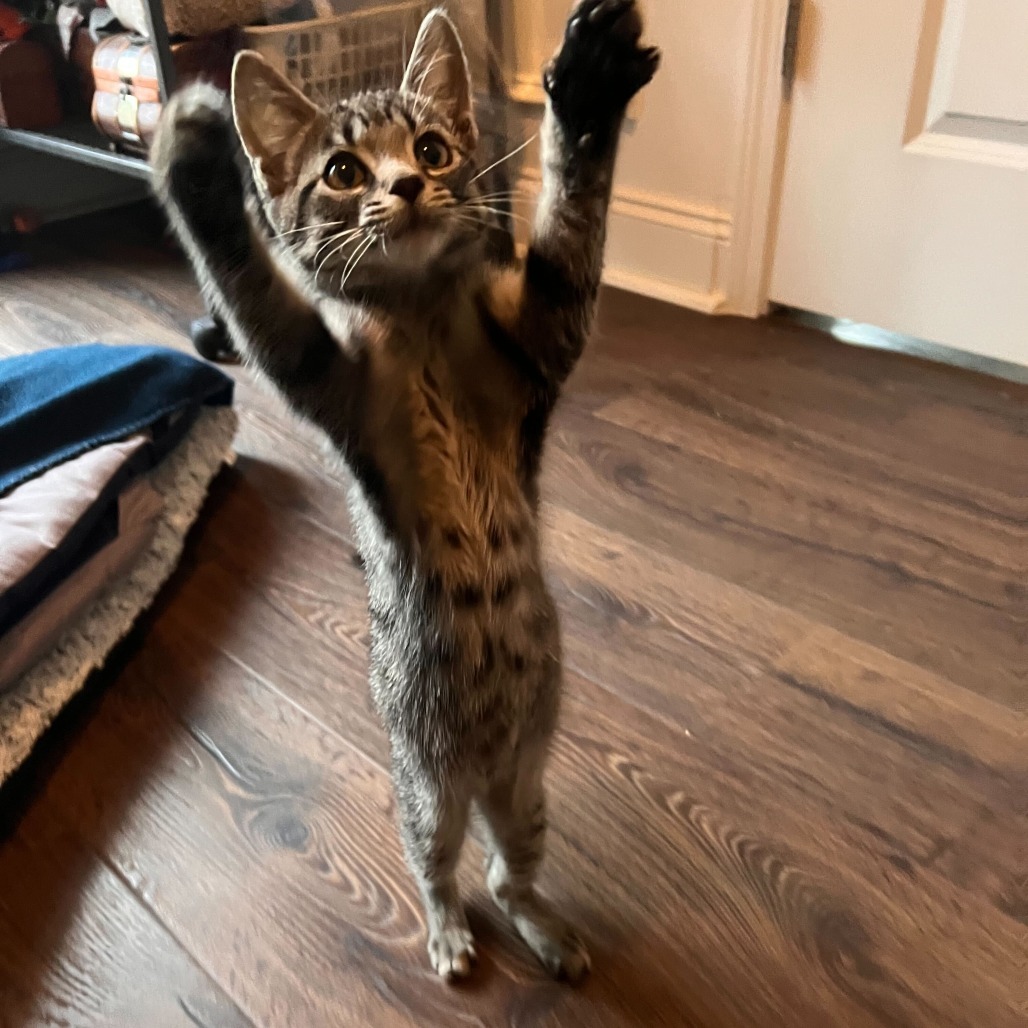 Merlin, an adoptable Domestic Short Hair, Ocicat in Cartersville, GA, 30121 | Photo Image 1