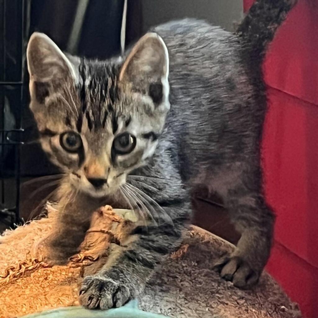 Merlin, an adoptable Domestic Short Hair, Ocicat in Cartersville, GA, 30121 | Photo Image 2