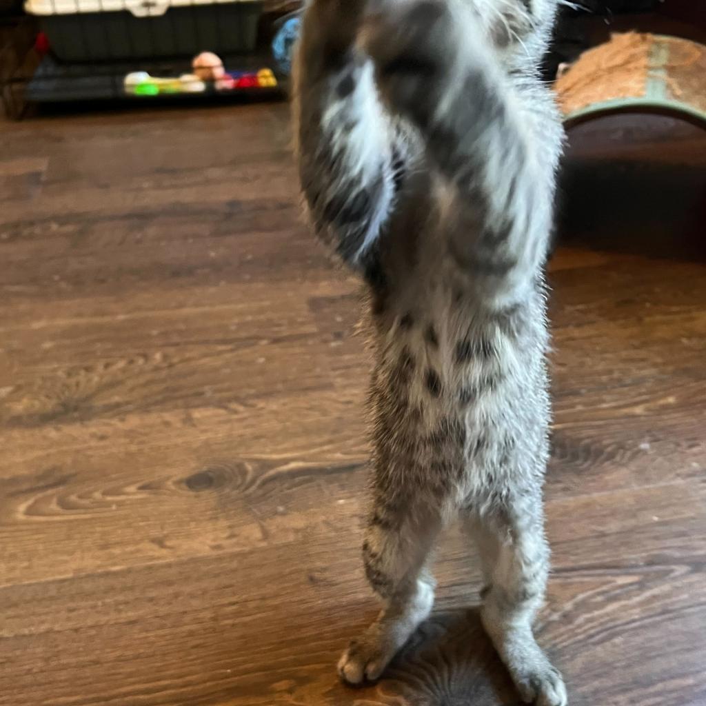 Merlin, an adoptable Domestic Short Hair, Ocicat in Cartersville, GA, 30121 | Photo Image 3