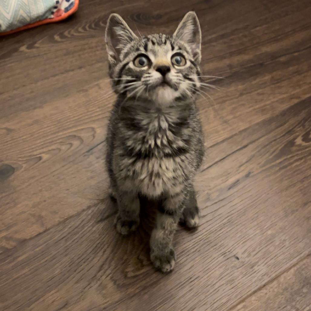 Merlin, an adoptable Domestic Short Hair, Ocicat in Cartersville, GA, 30121 | Photo Image 5