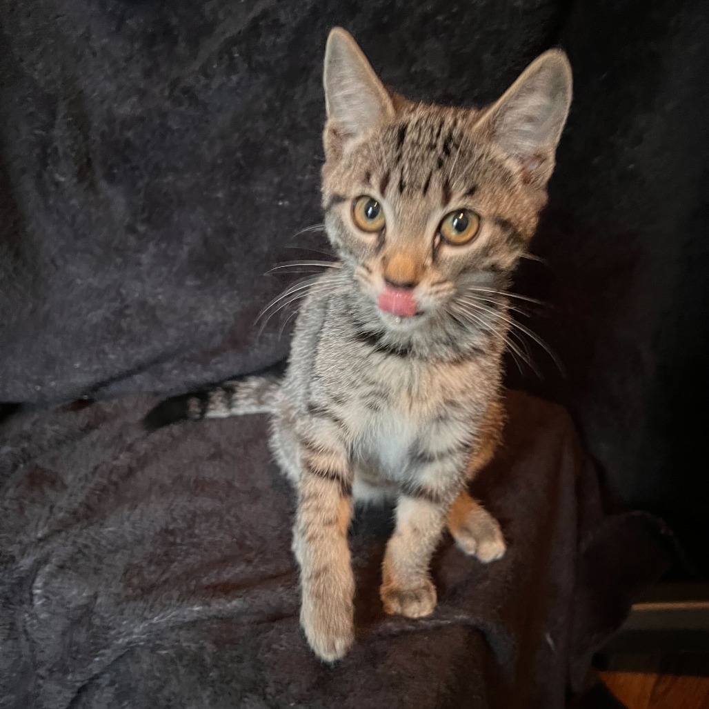 Merlin, an adoptable Domestic Short Hair, Ocicat in Cartersville, GA, 30121 | Photo Image 6