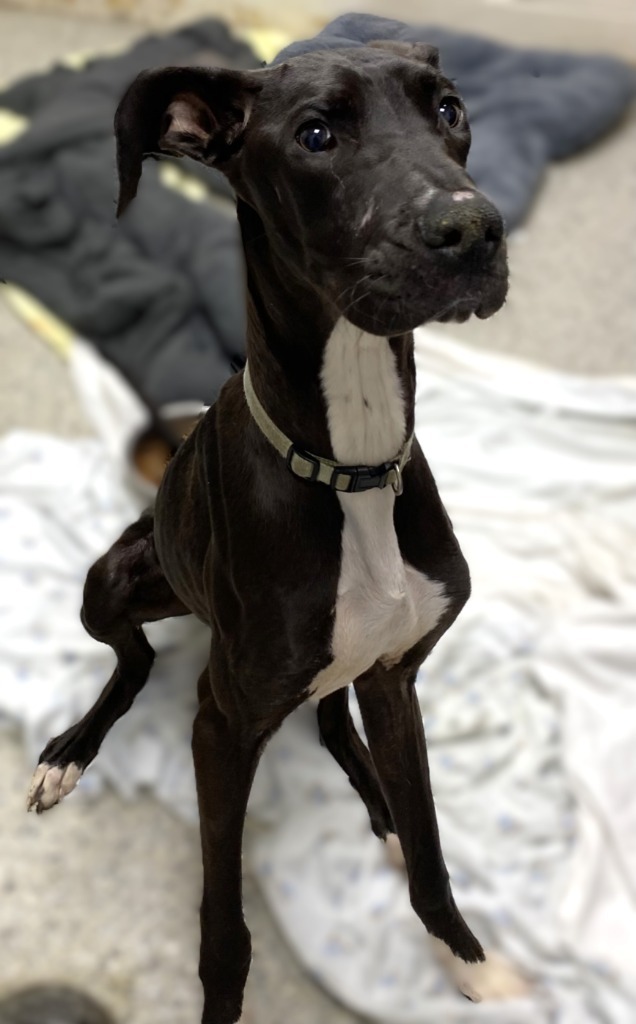 Marmaduke
