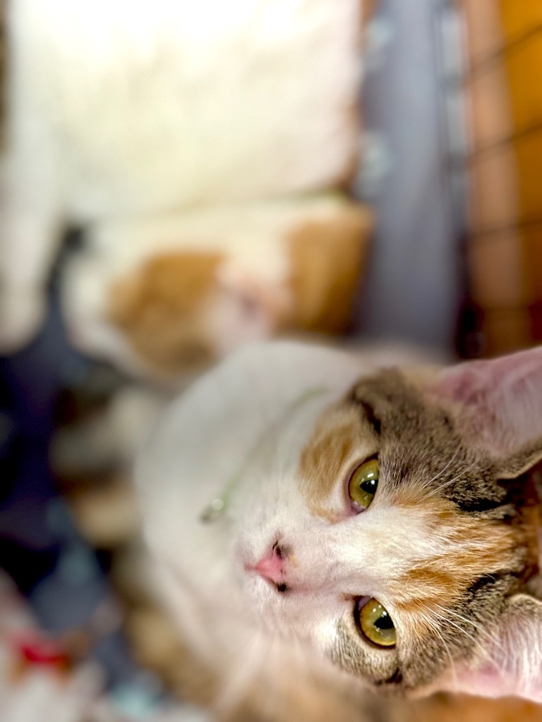 Tofu