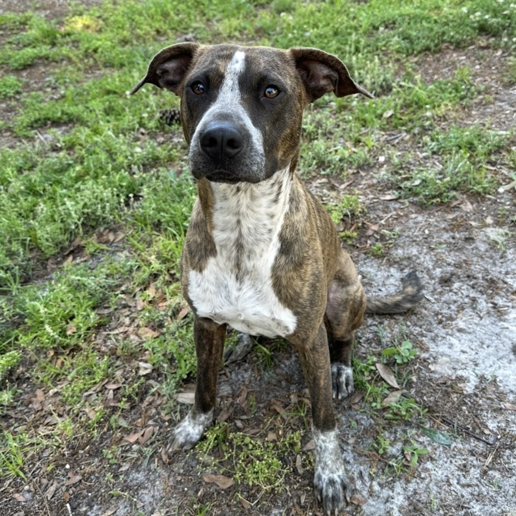 Maizey