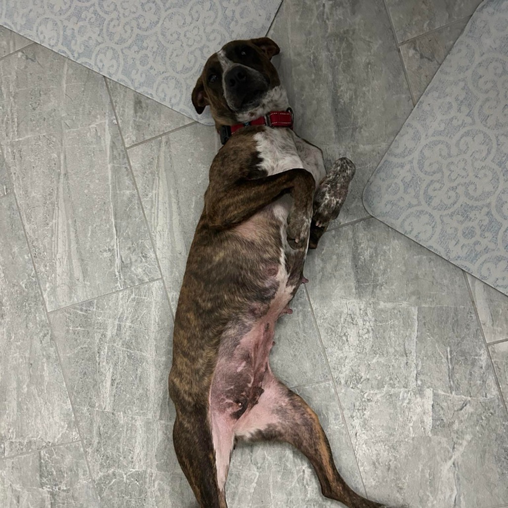 Maizey