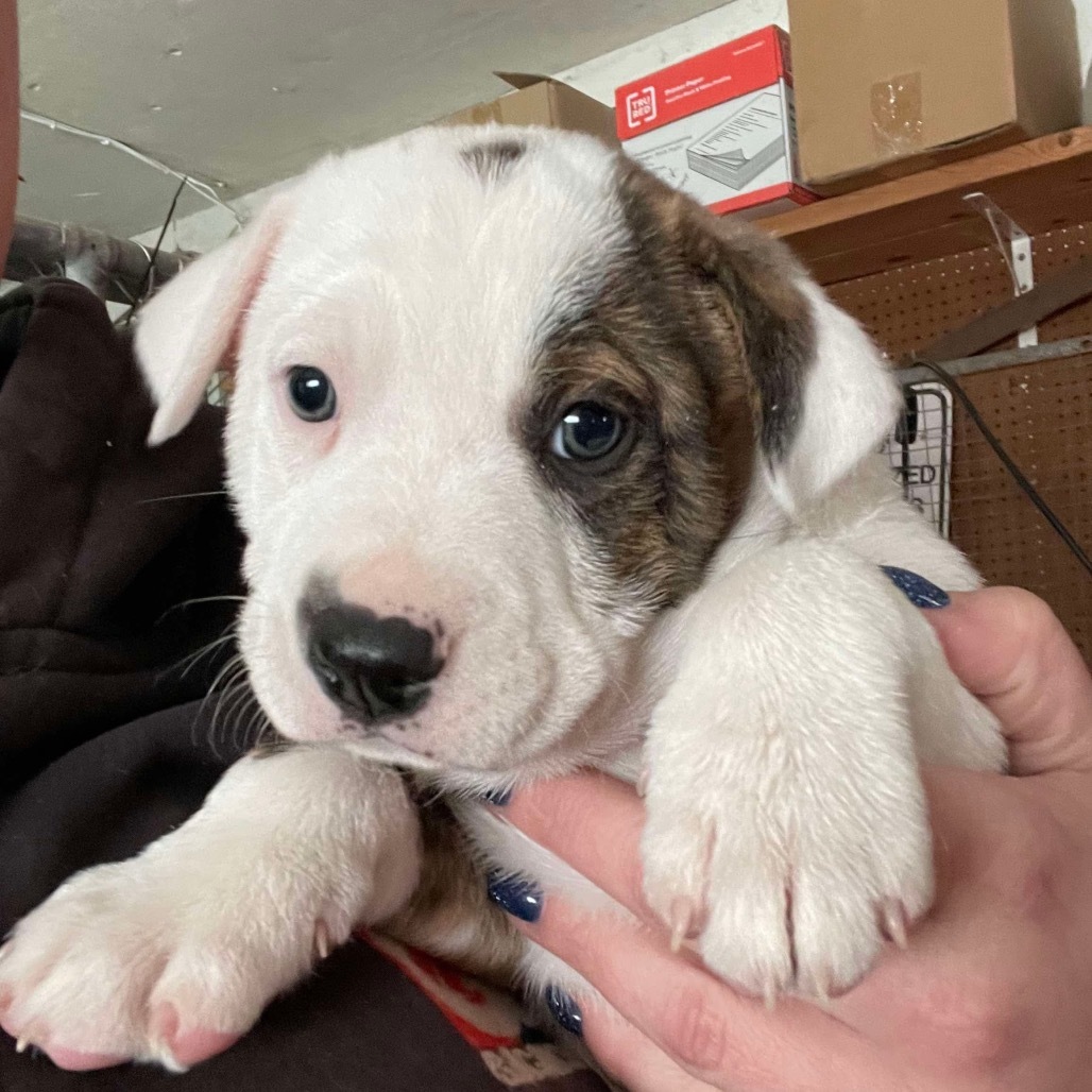 Barron, an adoptable Mixed Breed in Baldwin, WI, 54002 | Photo Image 1