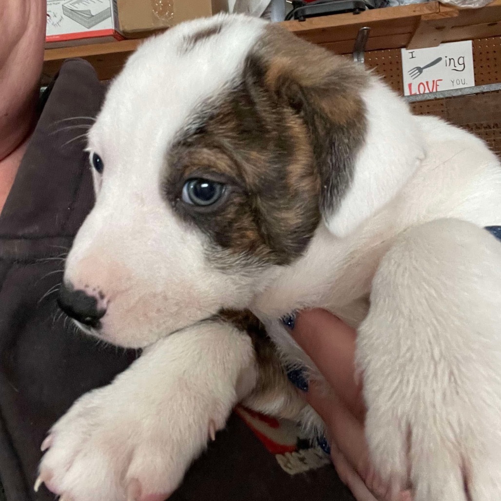 Barron, an adoptable Mixed Breed in Baldwin, WI, 54002 | Photo Image 3