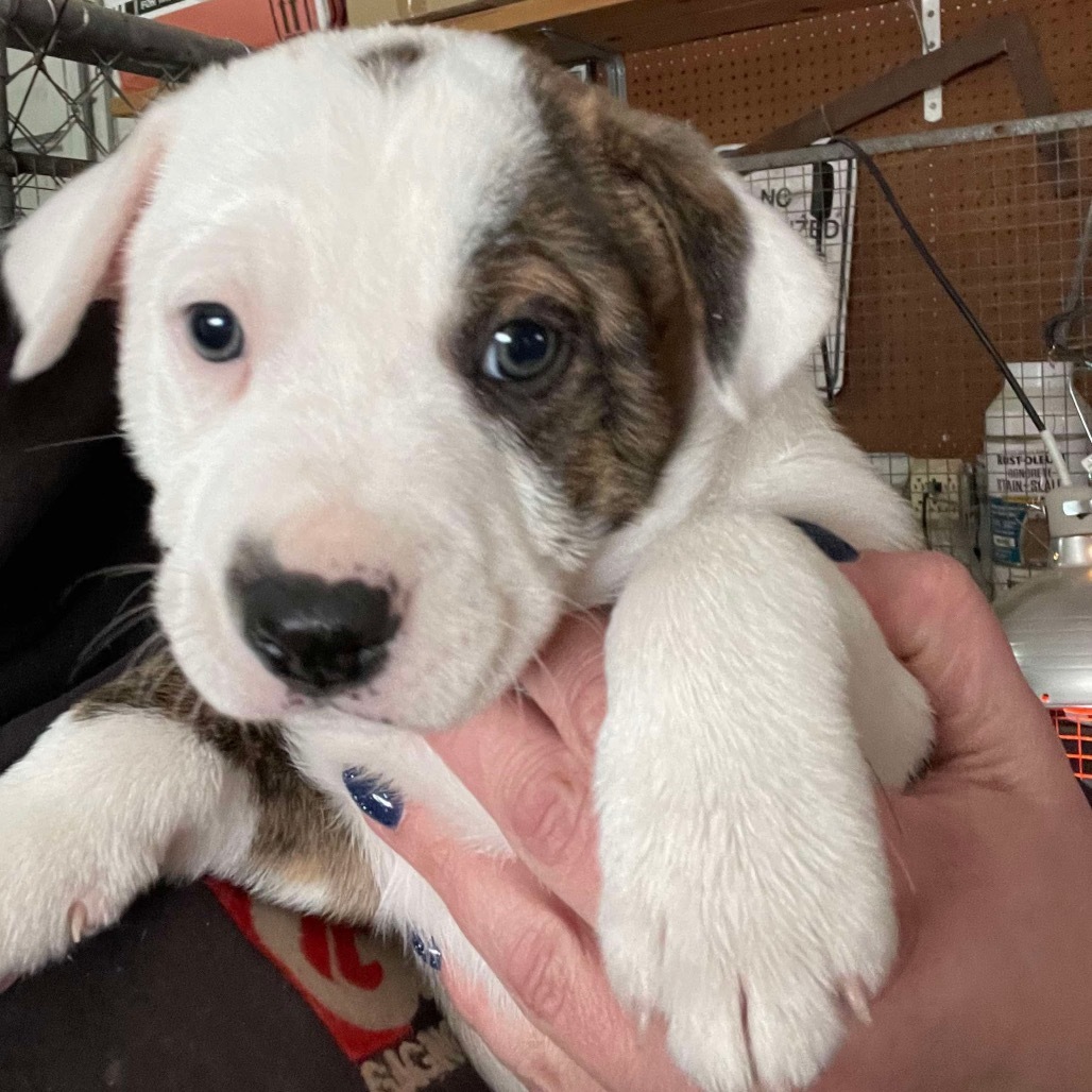 Barron, an adoptable Mixed Breed in Baldwin, WI, 54002 | Photo Image 4