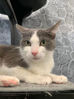 Wookie, Young Female Domestic Short Hair