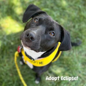 Eclipse
