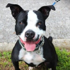 Finn, Adult Male Mixed Breed