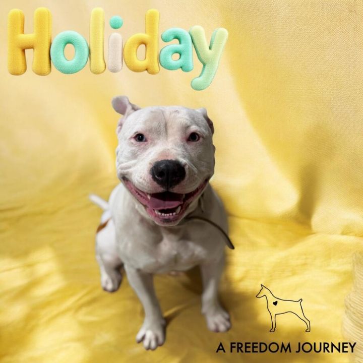 Holiday 1