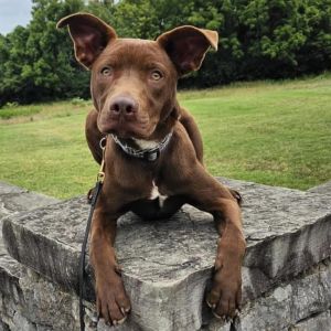 Buster Brown