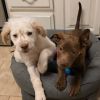 Buster Brown photo 5