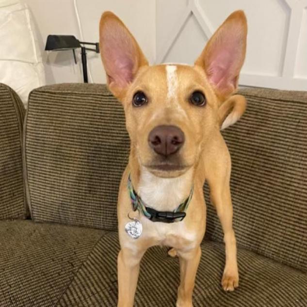 Jasper Johnny 1