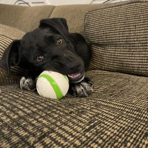 Fanta, Young Female Labrador Retriever