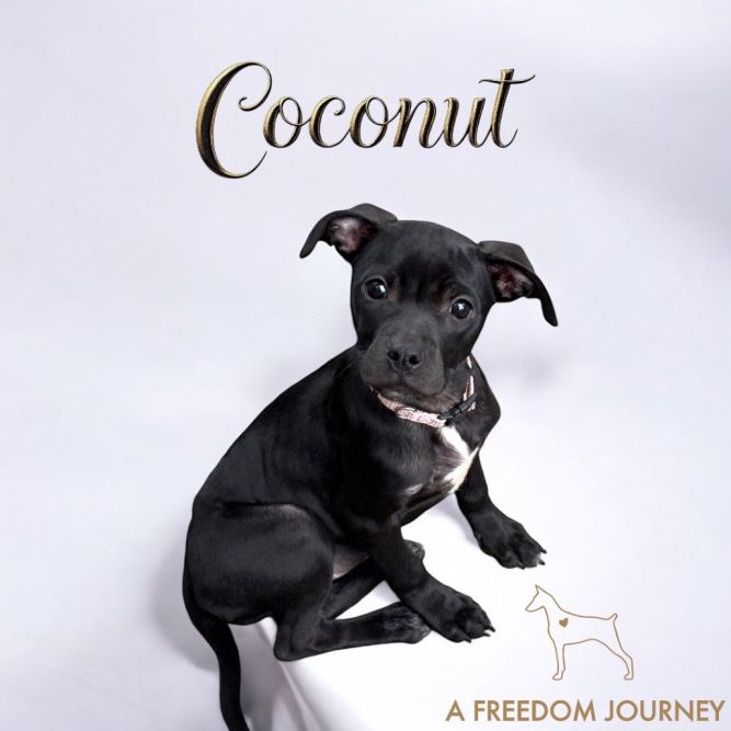 Coconut