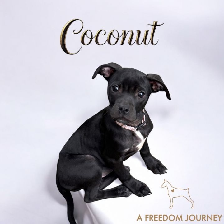 Coconut 1
