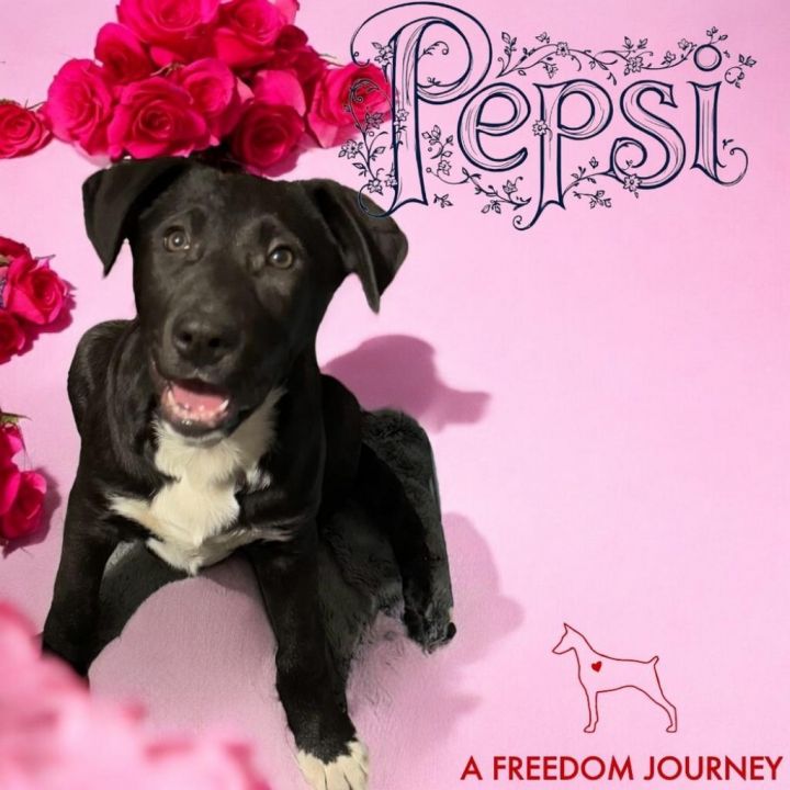 Pepsi 1