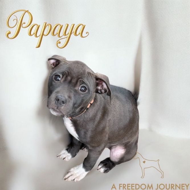 Papaya