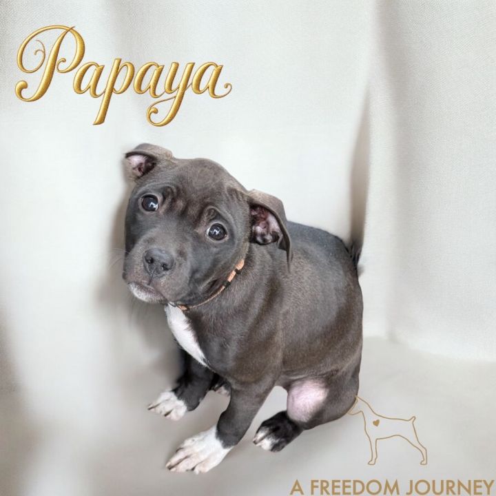 Papaya 1