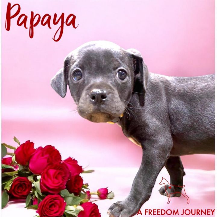 Papaya 2