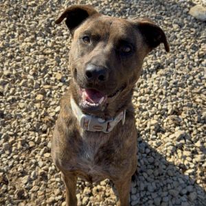 Layla, Adult Female unknown