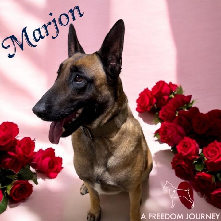 Marjon 2